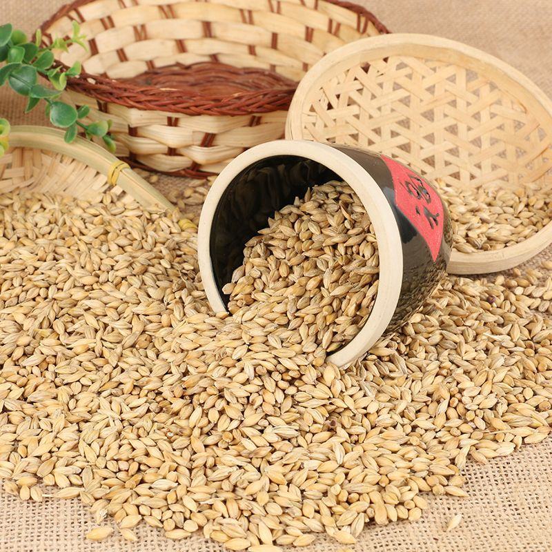 大量批发带壳大麦饲料酿酒大麦农作谷物五谷杂粮100斤