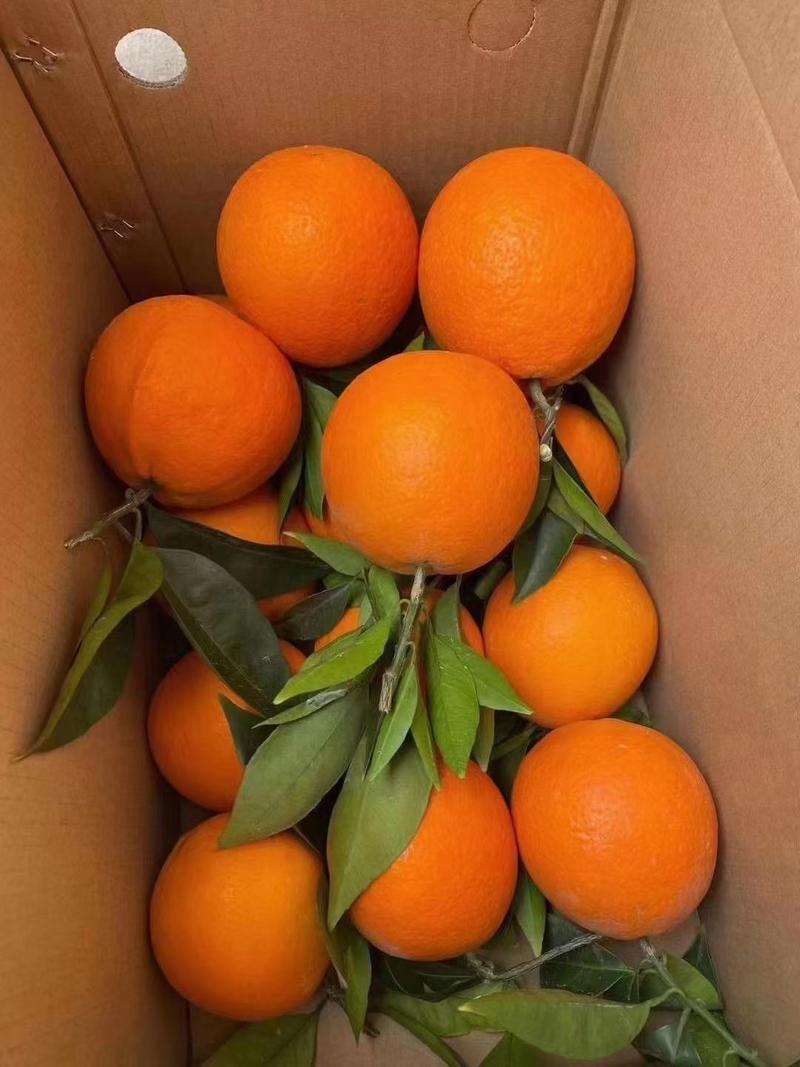 宜昌秭归脐橙产地直供看货论价保质保量欢迎订购