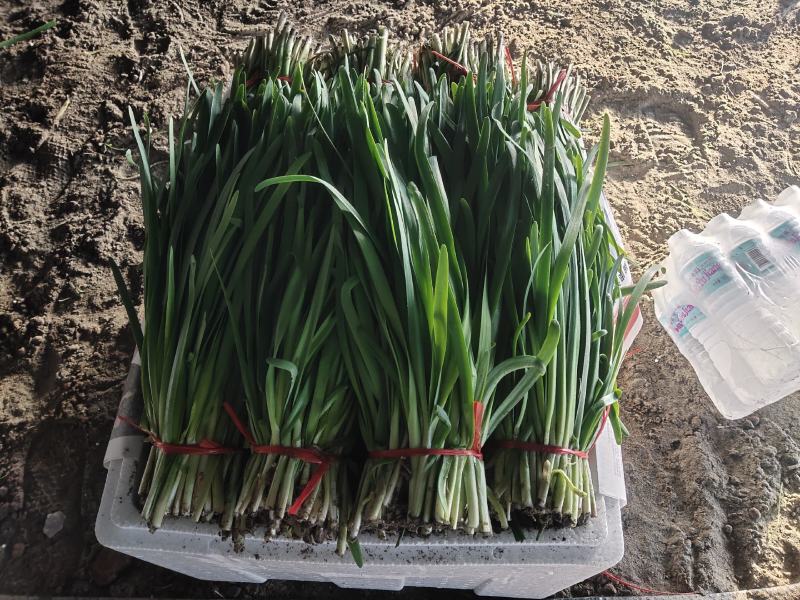 头茬韭菜大量上市中