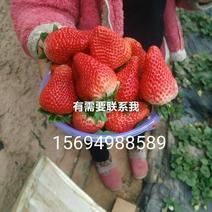 翼城县草莓