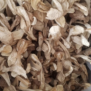鸡腿菇