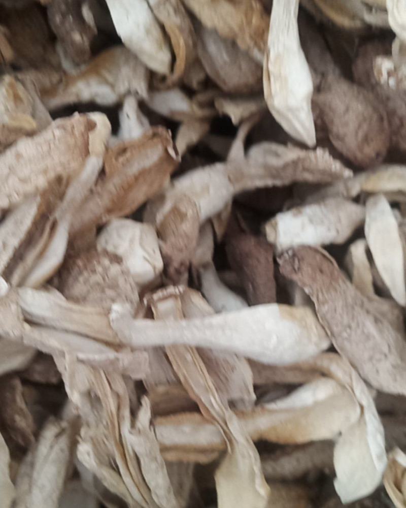 鸡腿菇