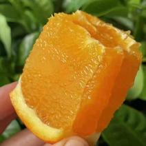 精品夏橙密奈夏橙甜润多汁果园看果采摘品质坏果包赔