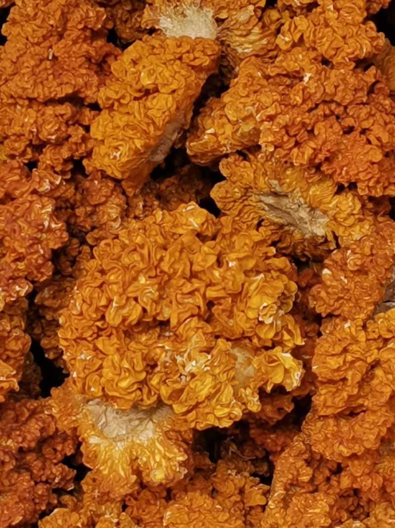 金耳菌，黄耳，脑耳含有丰富的胶原蛋白，煮粥，煲糖水都可