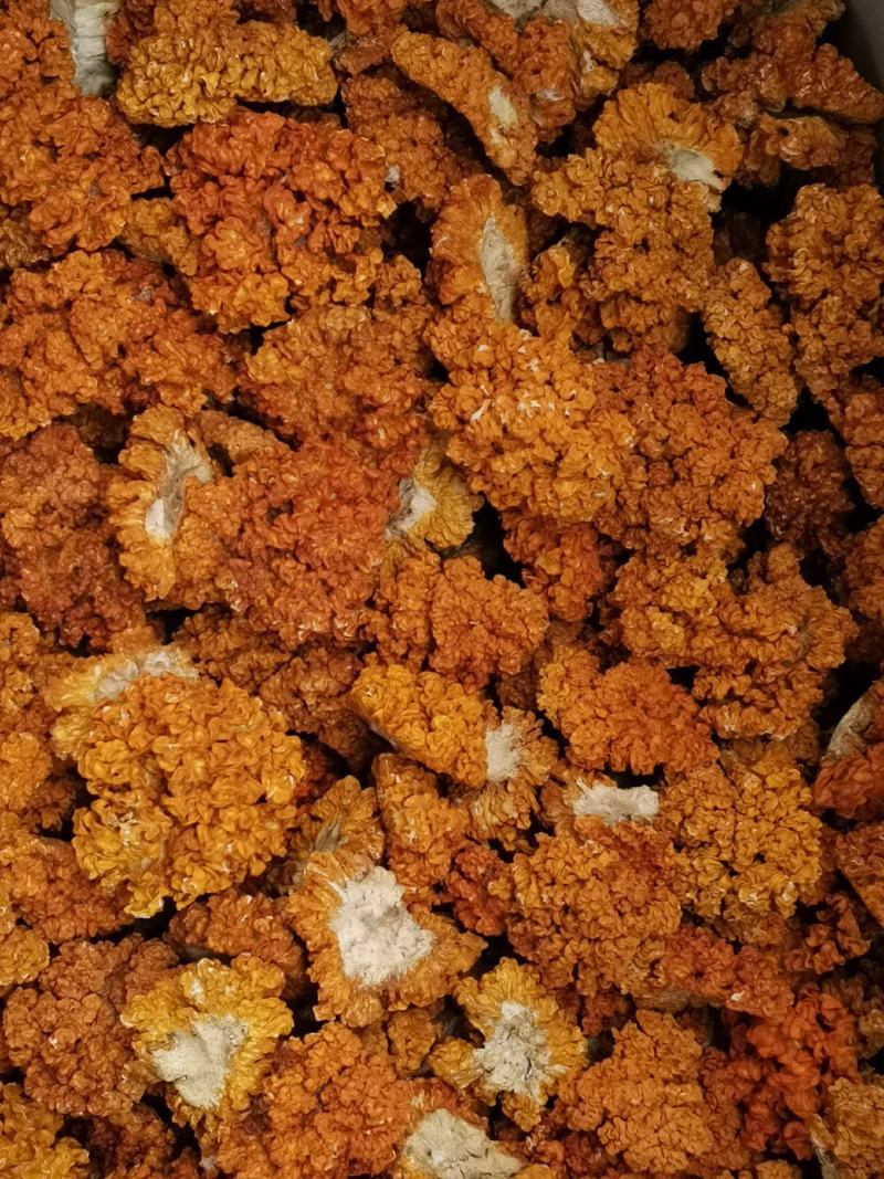 金耳菌，黄耳，脑耳含有丰富的胶原蛋白，煮粥，煲糖水都可