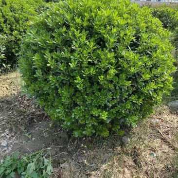 海桐球