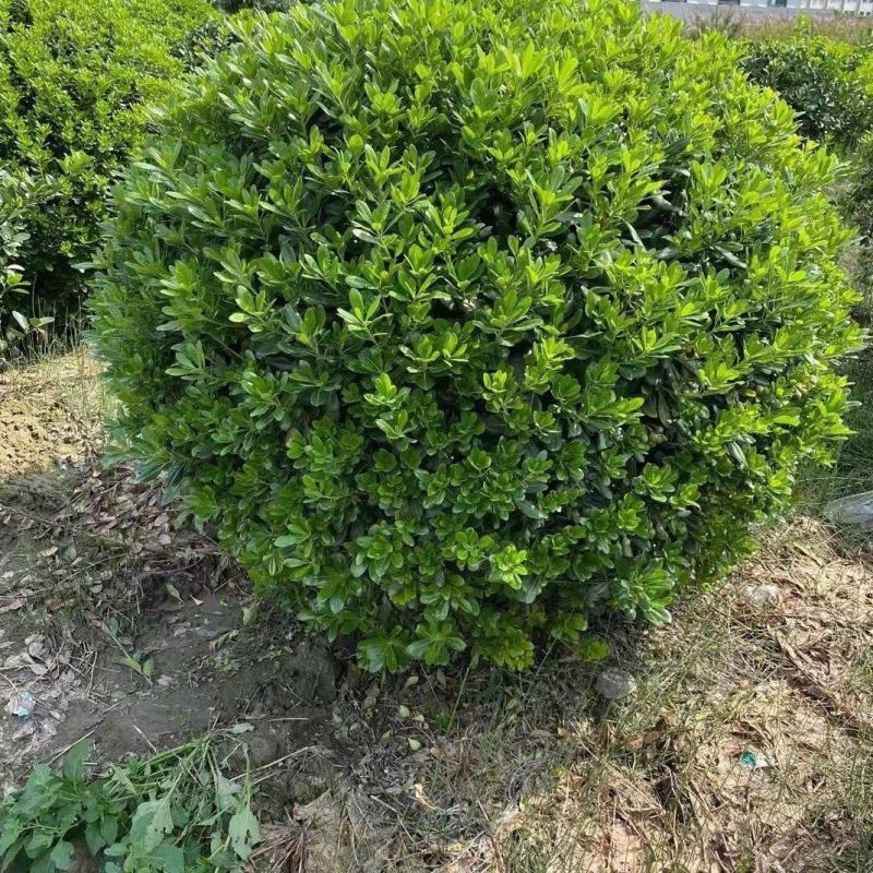 海桐球