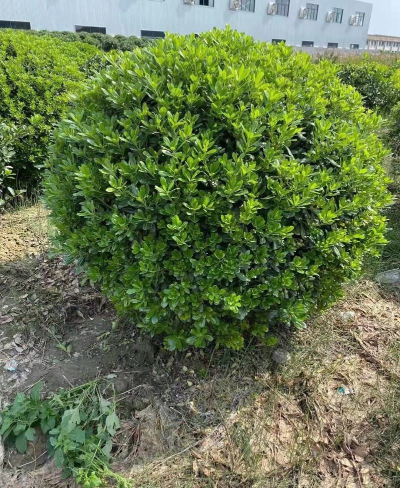 海桐球