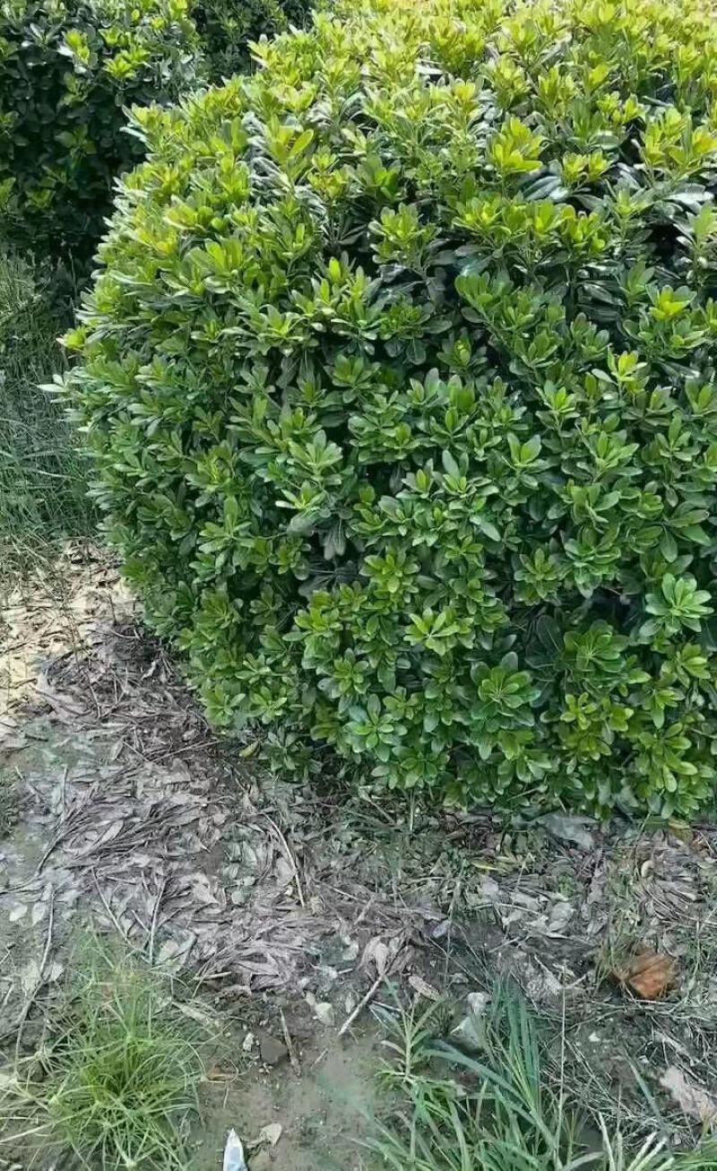 海桐球