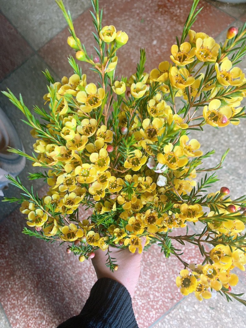 腊梅鲜切花澳梅年宵花批发云南鲜花批发社区团购一件代发