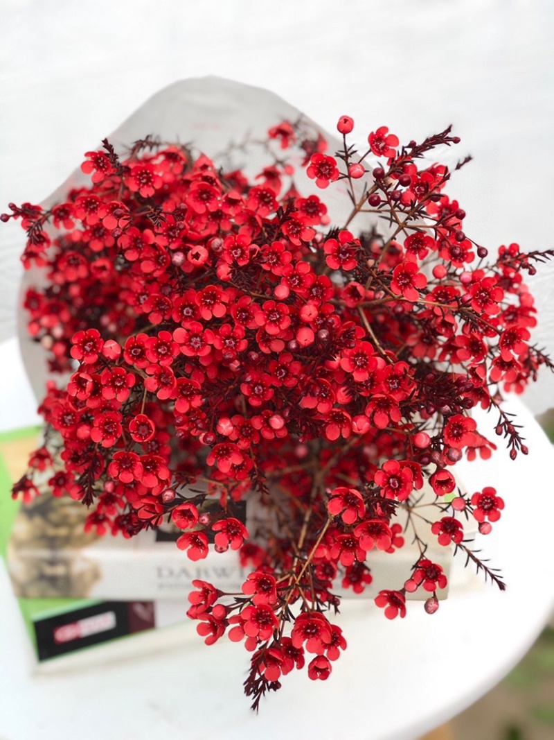 腊梅鲜切花澳梅年宵花批发云南鲜花批发社区团购一件代发