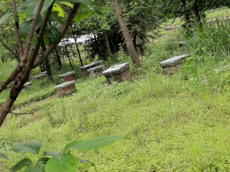 云南野生蜂蜜，产地直发，出自原始森林，自然保护区内。