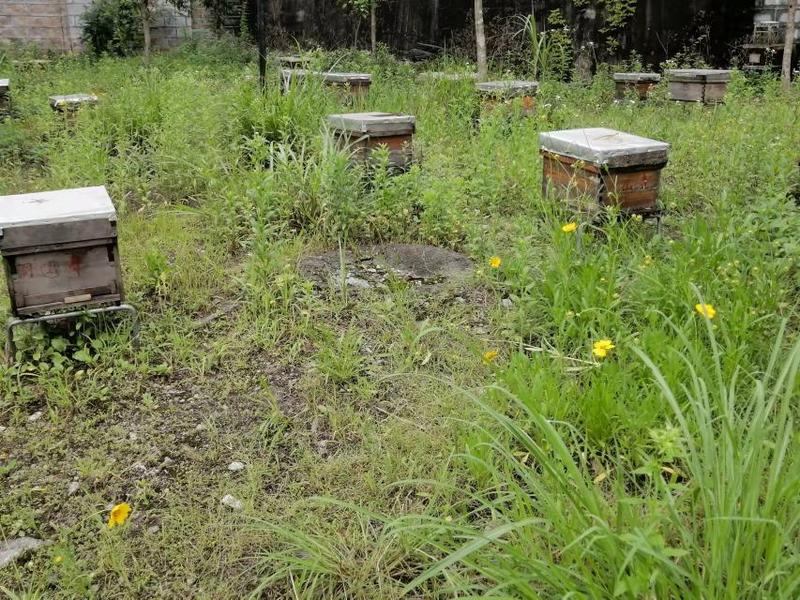 云南野生蜂蜜，产地直发，出自原始森林，自然保护区内。
