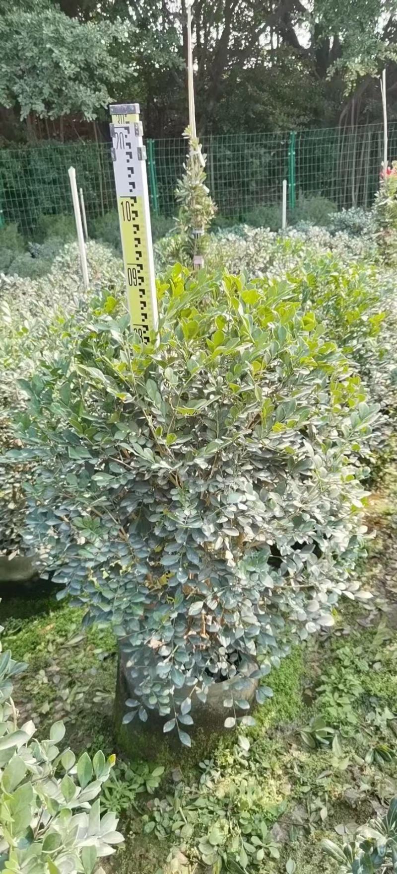 九里香佛山基地直销一手货源…绿化苗木……