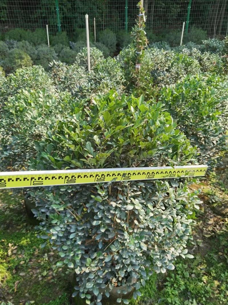 九里香佛山基地直销一手货源…绿化苗木……