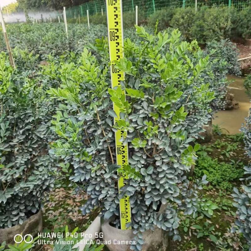 九里香佛山基地直销一手货源…绿化苗木……