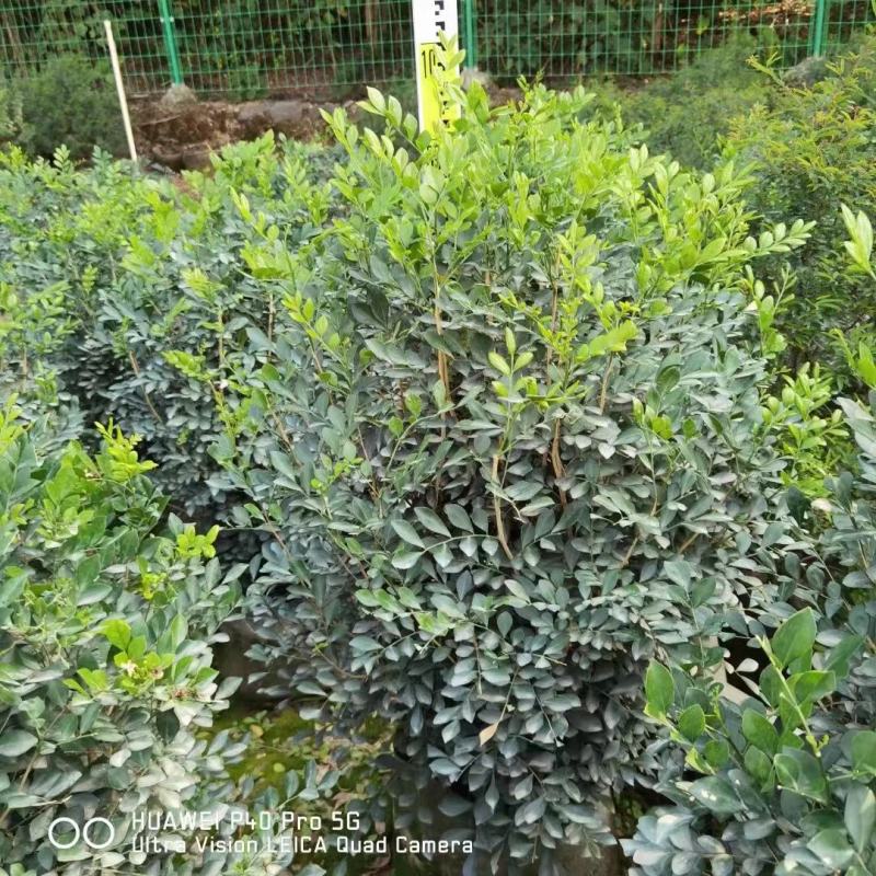 九里香佛山基地直销一手货源…绿化苗木……