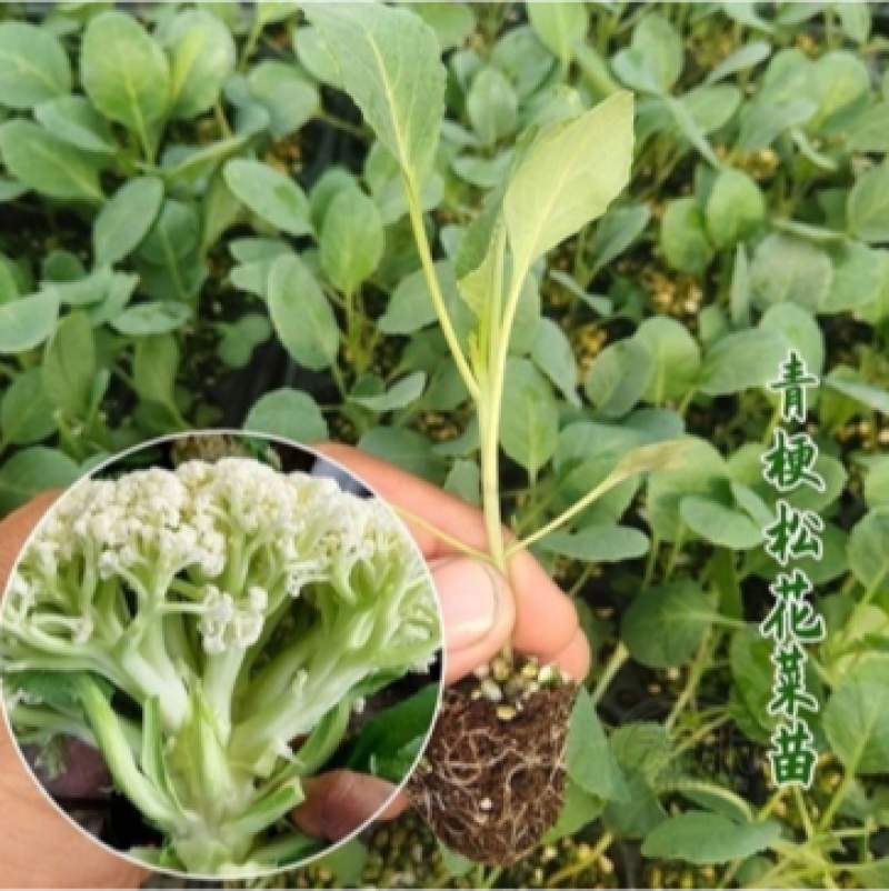 【牛商示范】松花菜苗基地直供对接批发商各类松花菜苗