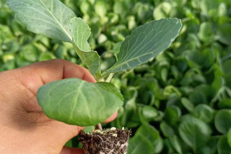 【牛商示范】松花菜苗基地直供对接批发商各类松花菜苗