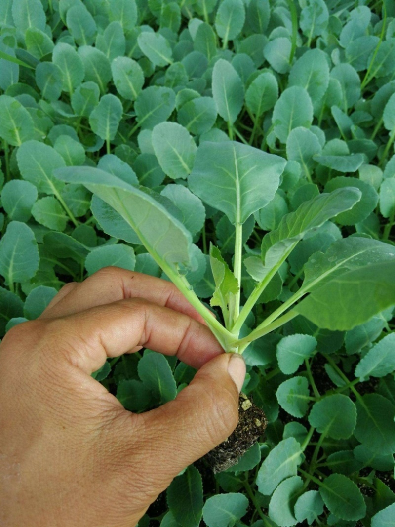 【牛商示范】松花菜苗基地直供对接批发商各类松花菜苗