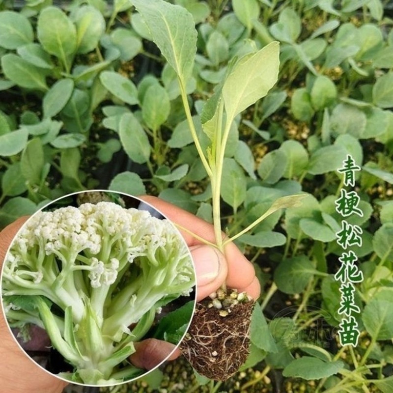【牛商示范】松花菜苗基地直供对接批发商各类松花菜苗