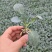 【牛商示范】松花菜苗基地直供对接批发商各类松花菜苗