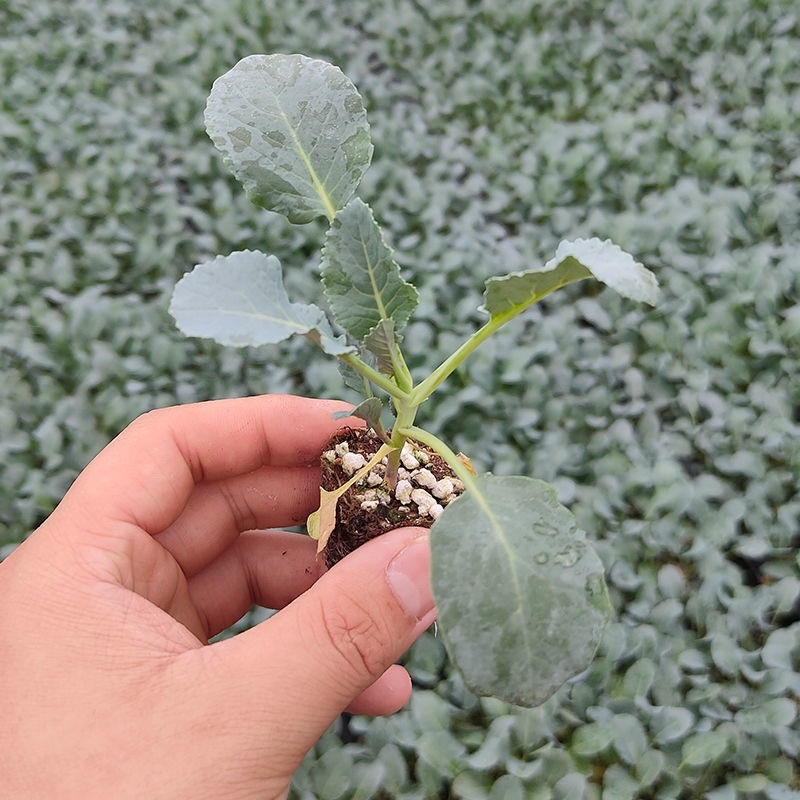 【牛商示范】松花菜苗基地直供对接批发商各类松花菜苗