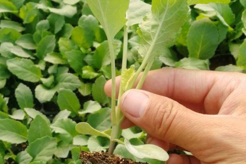 【牛商示范】松花菜苗基地直供对接批发商各类松花菜苗