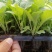 【牛商示范】松花菜苗基地直供对接批发商各类松花菜苗