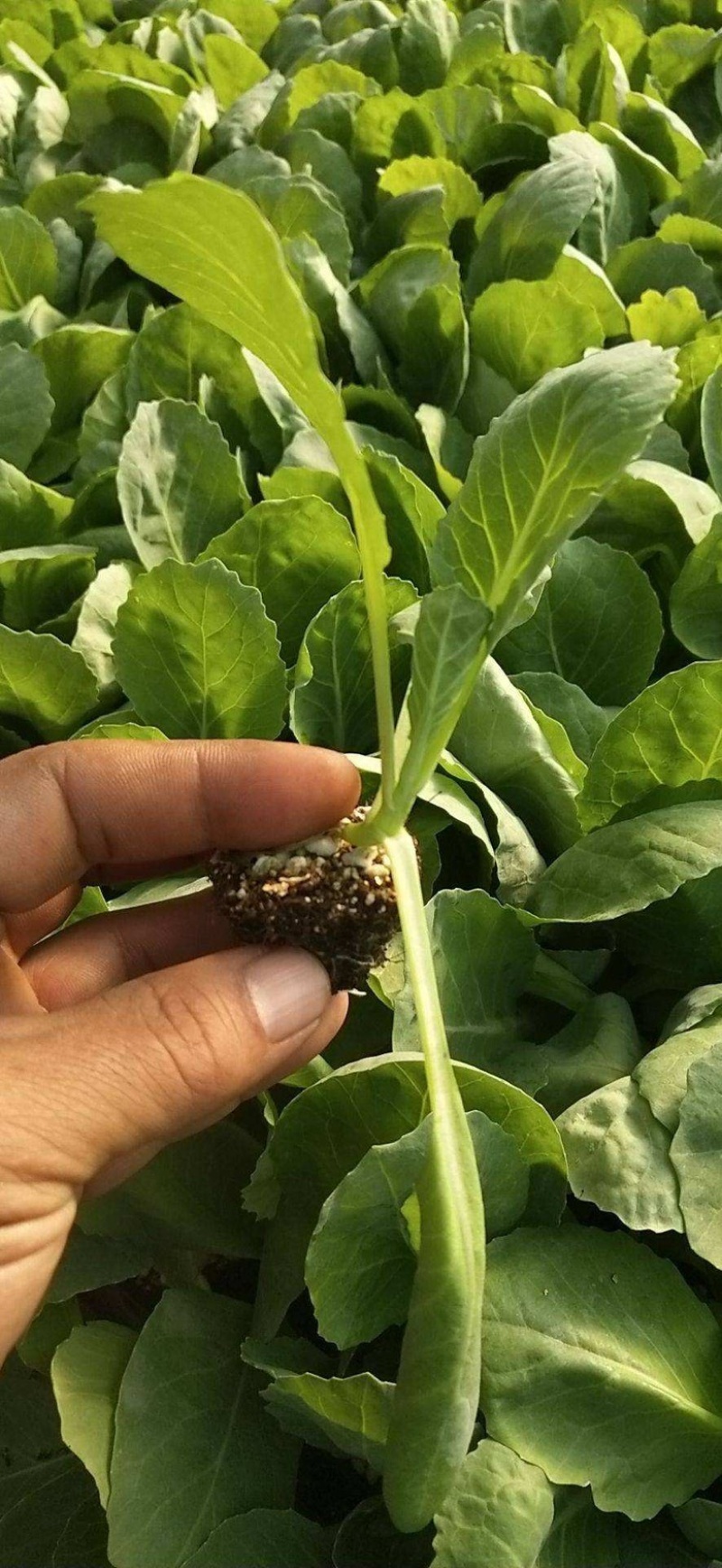 【牛商示范】松花菜苗基地直供对接批发商各类松花菜苗