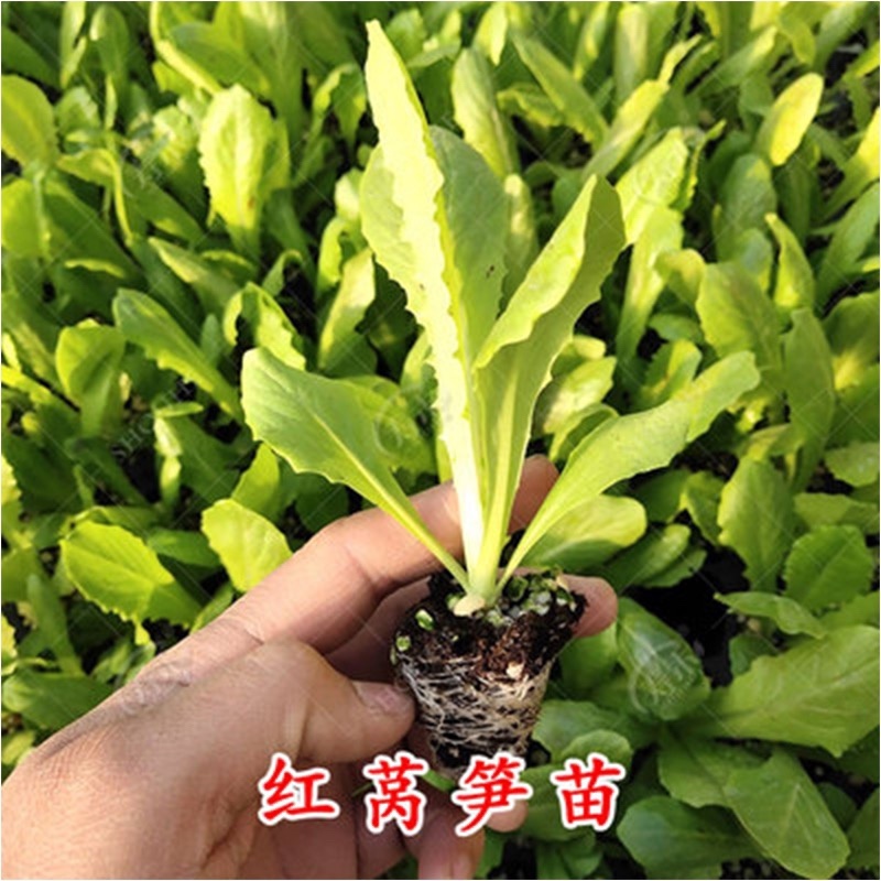 【牛商商家】莴笋苗香笋苗红叶尖莴笋苗基地直供视频看货