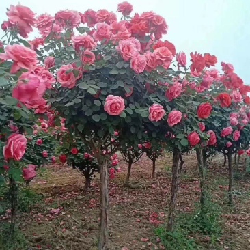 树状月季花苗1/2/3/4/5公分价格树桩月季四季开花