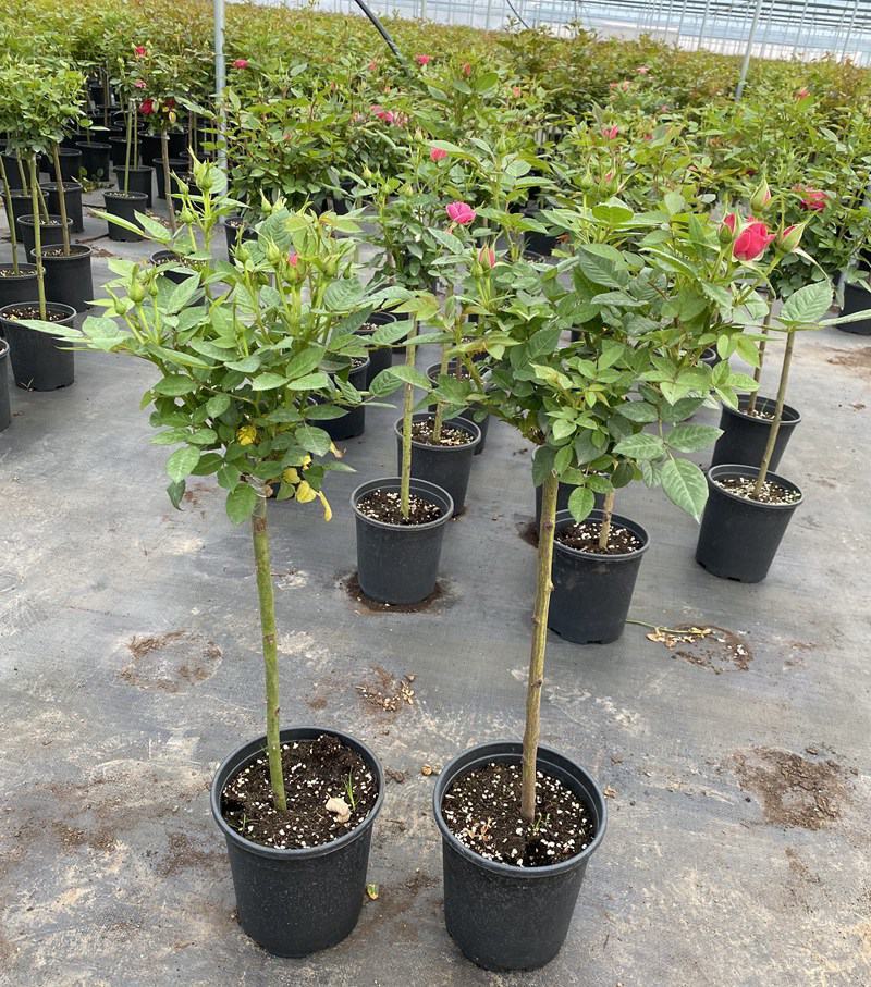 树状月季花苗1/2/3/4/5公分价格树桩月季四季开花