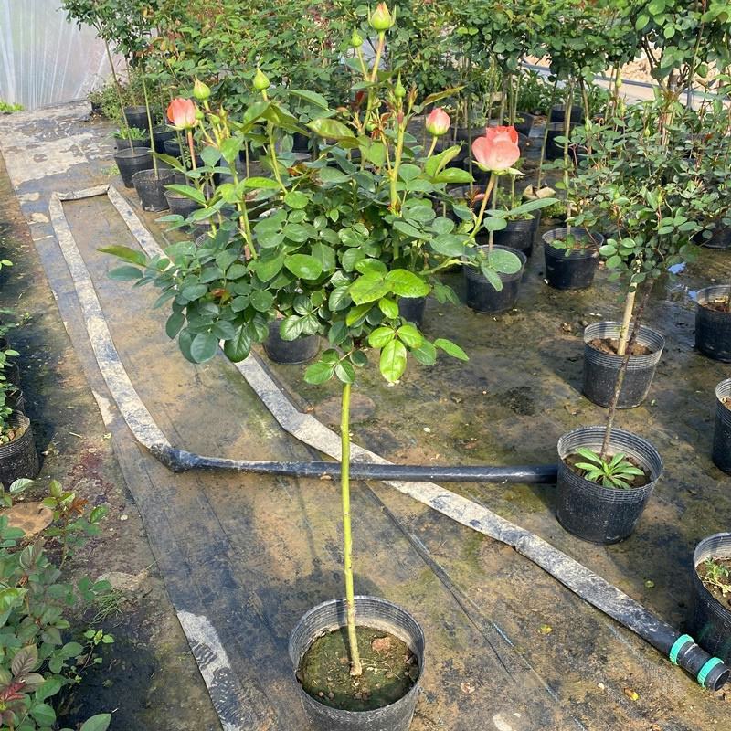 树状月季花苗1/2/3/4/5公分价格树桩月季四季开花