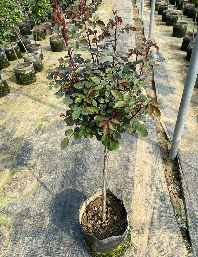 树状月季花苗1/2/3/4/5公分价格树桩月季四季开花