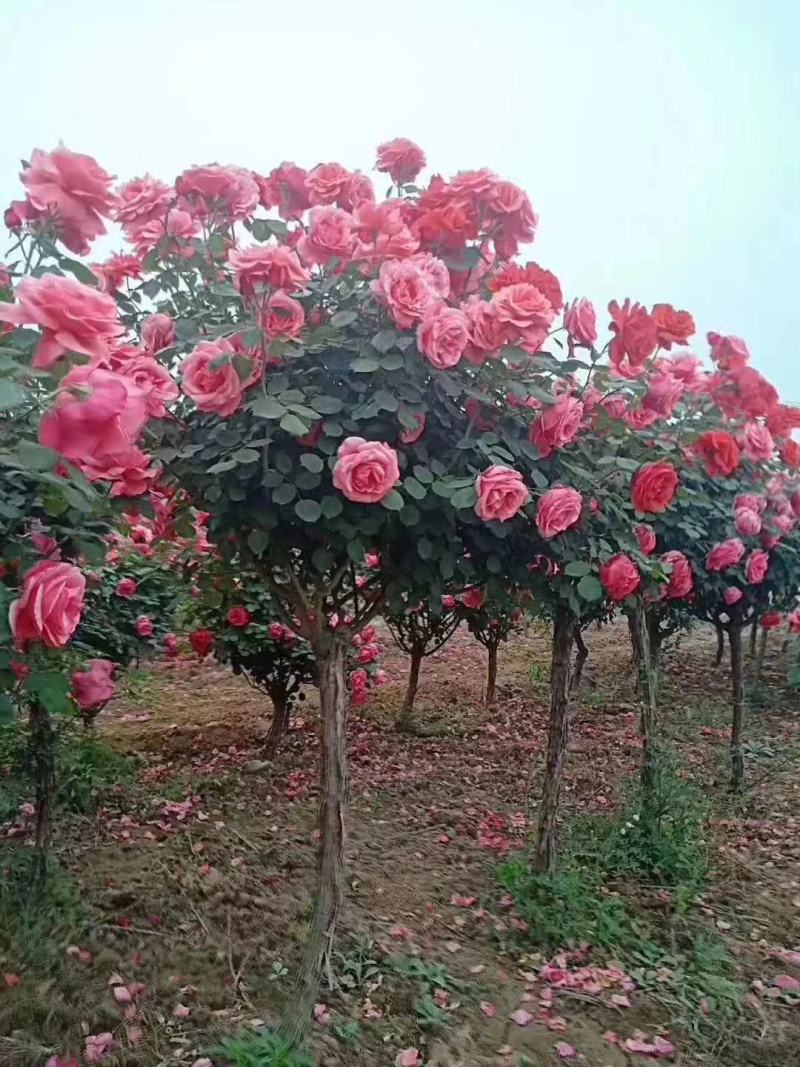 树状月季花苗1/2/3/4/5公分价格树桩月季四季开花
