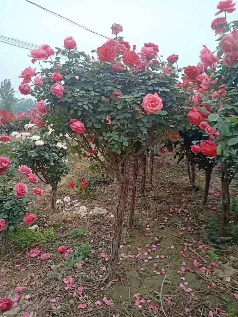 树状月季花苗1/2/3/4/5公分价格树桩月季四季开花