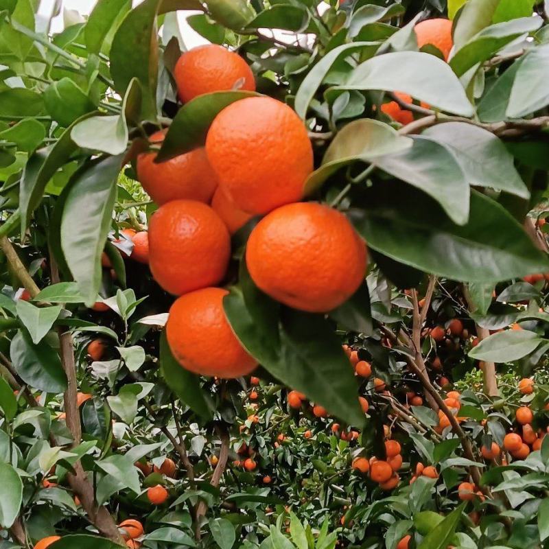 热销广东沙糖桔