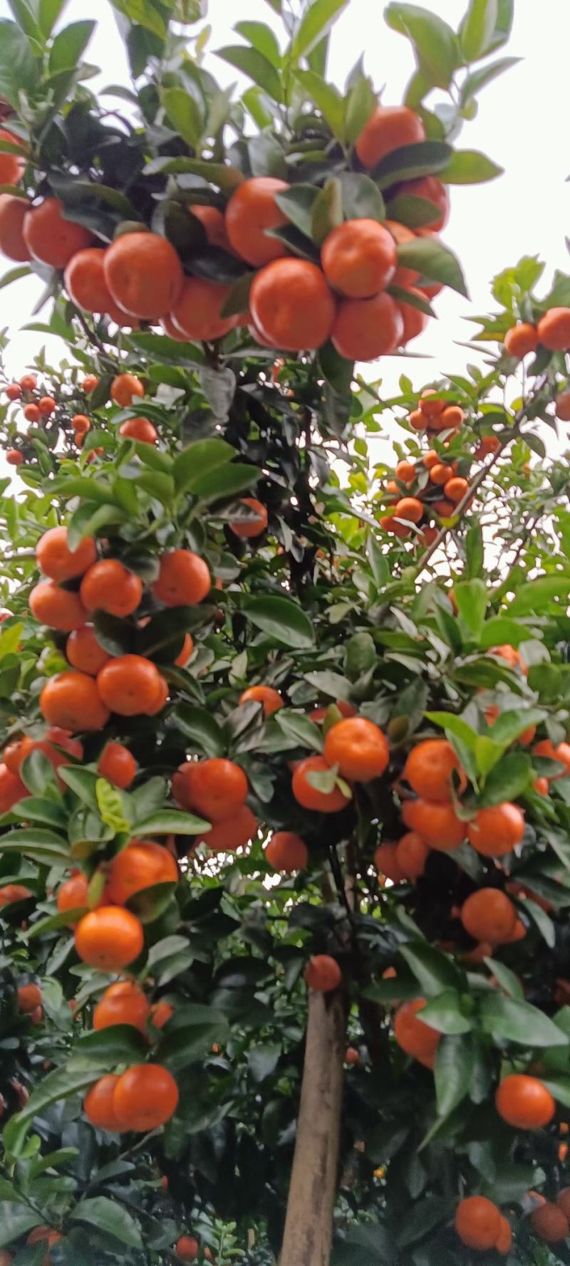 热销广东沙糖桔