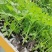 【热卖】芹菜苗各种芹菜苗欢迎老板下单长期合作