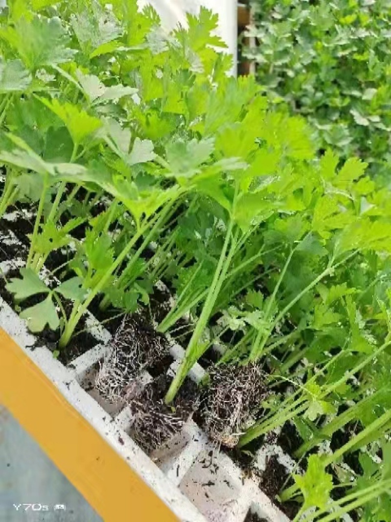 【热卖】芹菜苗各种芹菜苗欢迎老板下单长期合作