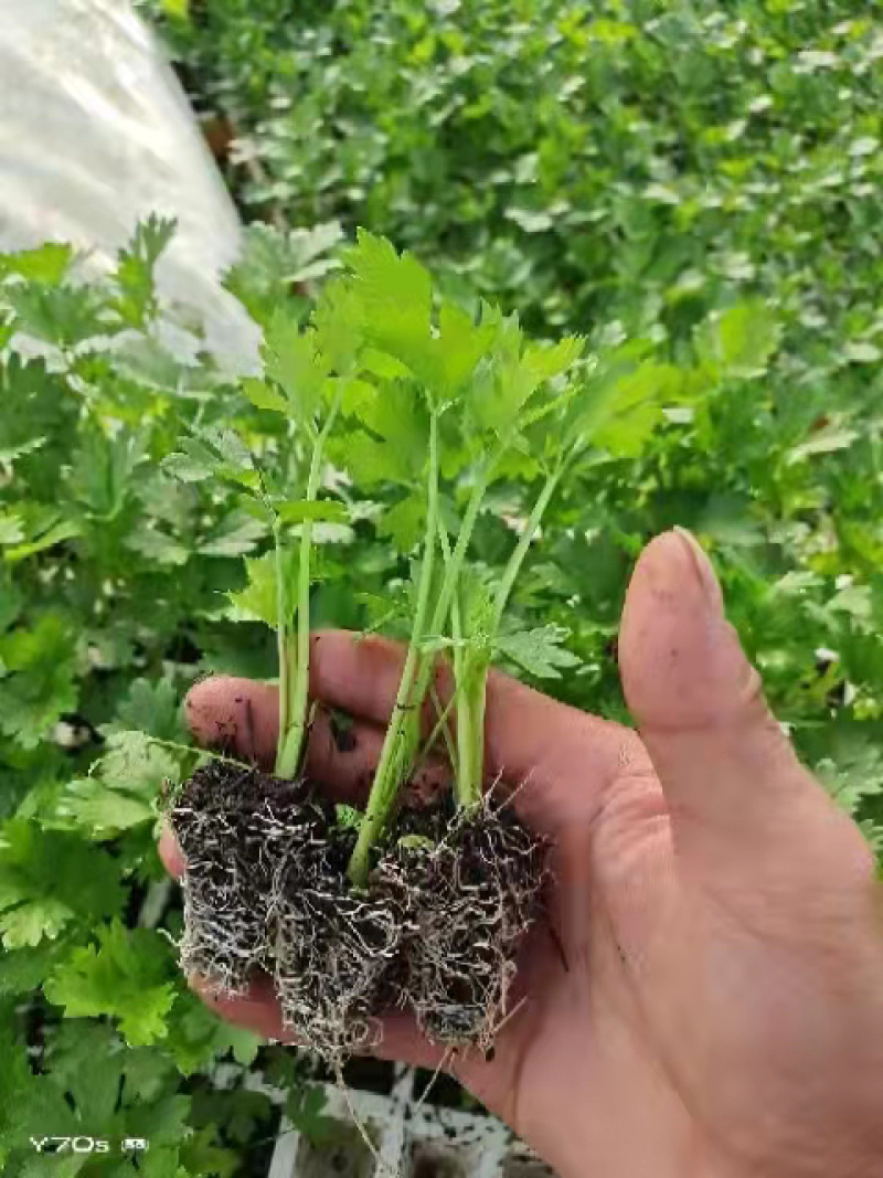 【热卖】芹菜苗各种芹菜苗欢迎老板下单长期合作