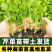 【热卖】芹菜苗各种芹菜苗欢迎老板下单长期合作