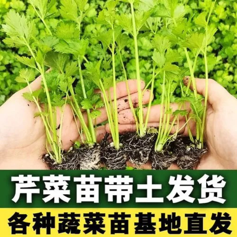 【热卖】芹菜苗各种芹菜苗欢迎老板下单长期合作