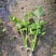 【热卖】芹菜苗各种芹菜苗欢迎老板下单长期合作