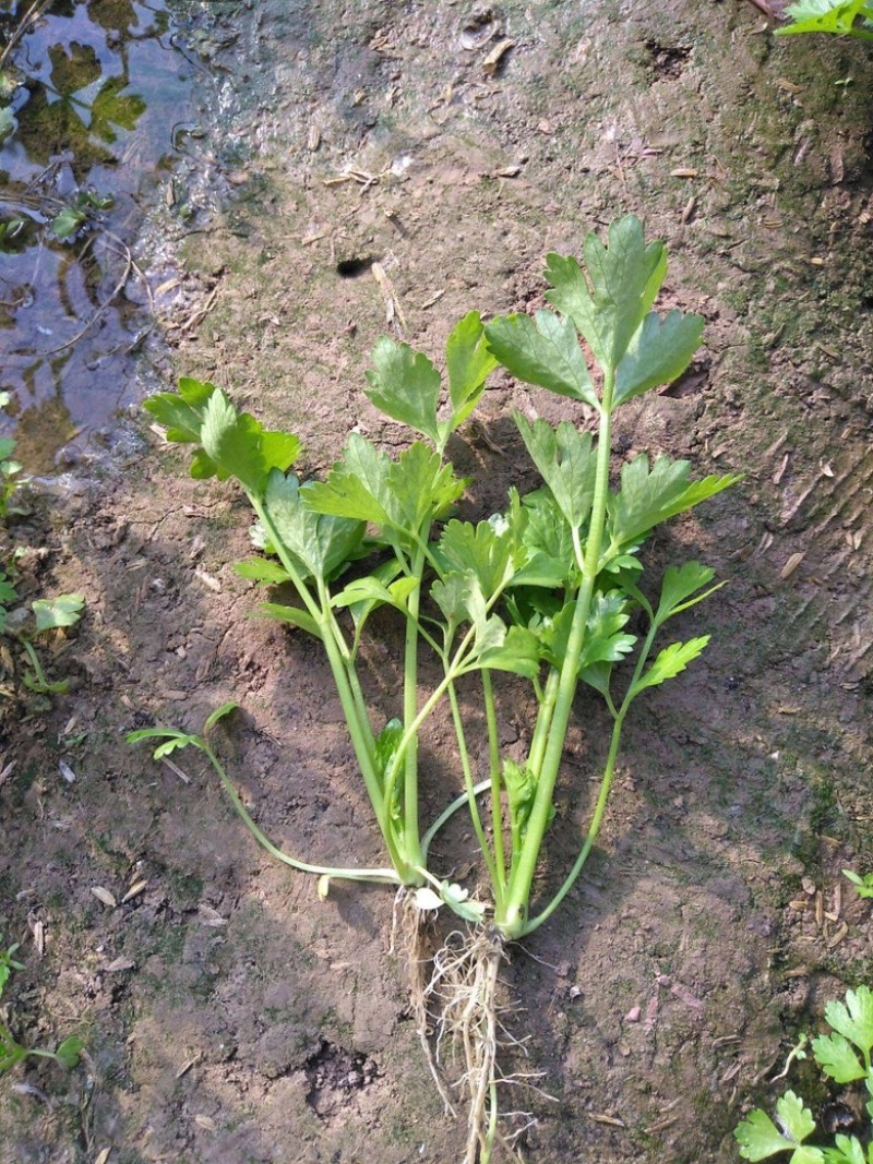 【热卖】芹菜苗各种芹菜苗欢迎老板下单长期合作