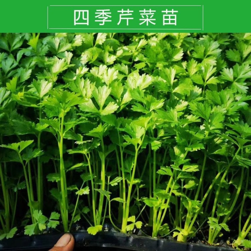 【热卖】芹菜苗各种芹菜苗欢迎老板下单长期合作
