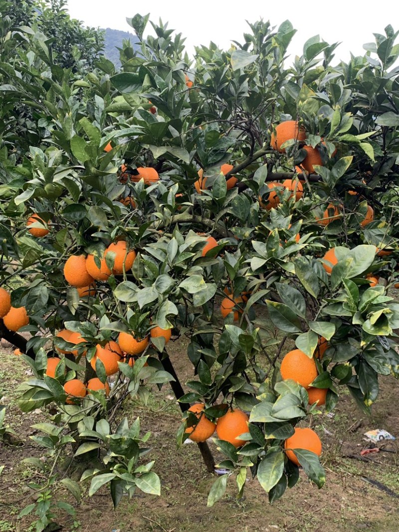 福建橙子纽荷尔脐橙产地直发货量充足量大从优