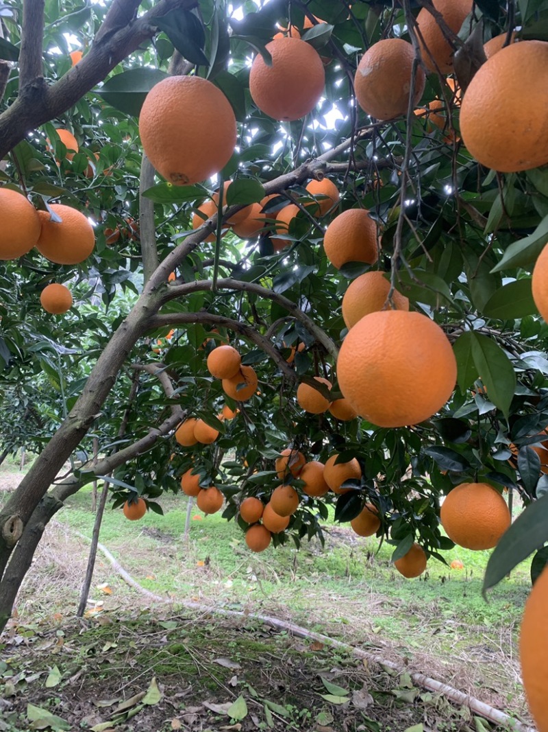 福建橙子纽荷尔脐橙产地直发货量充足量大从优