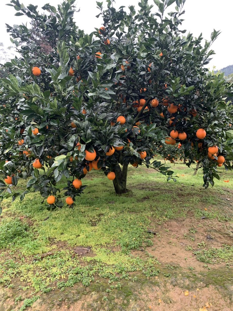 福建橙子纽荷尔脐橙产地直发货量充足量大从优